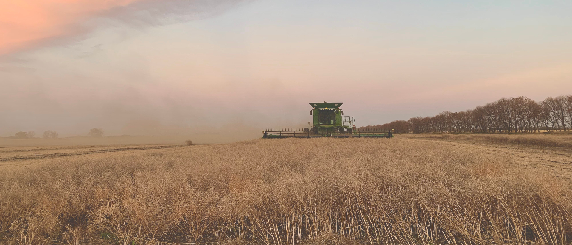 Green combine harvester working in golden field